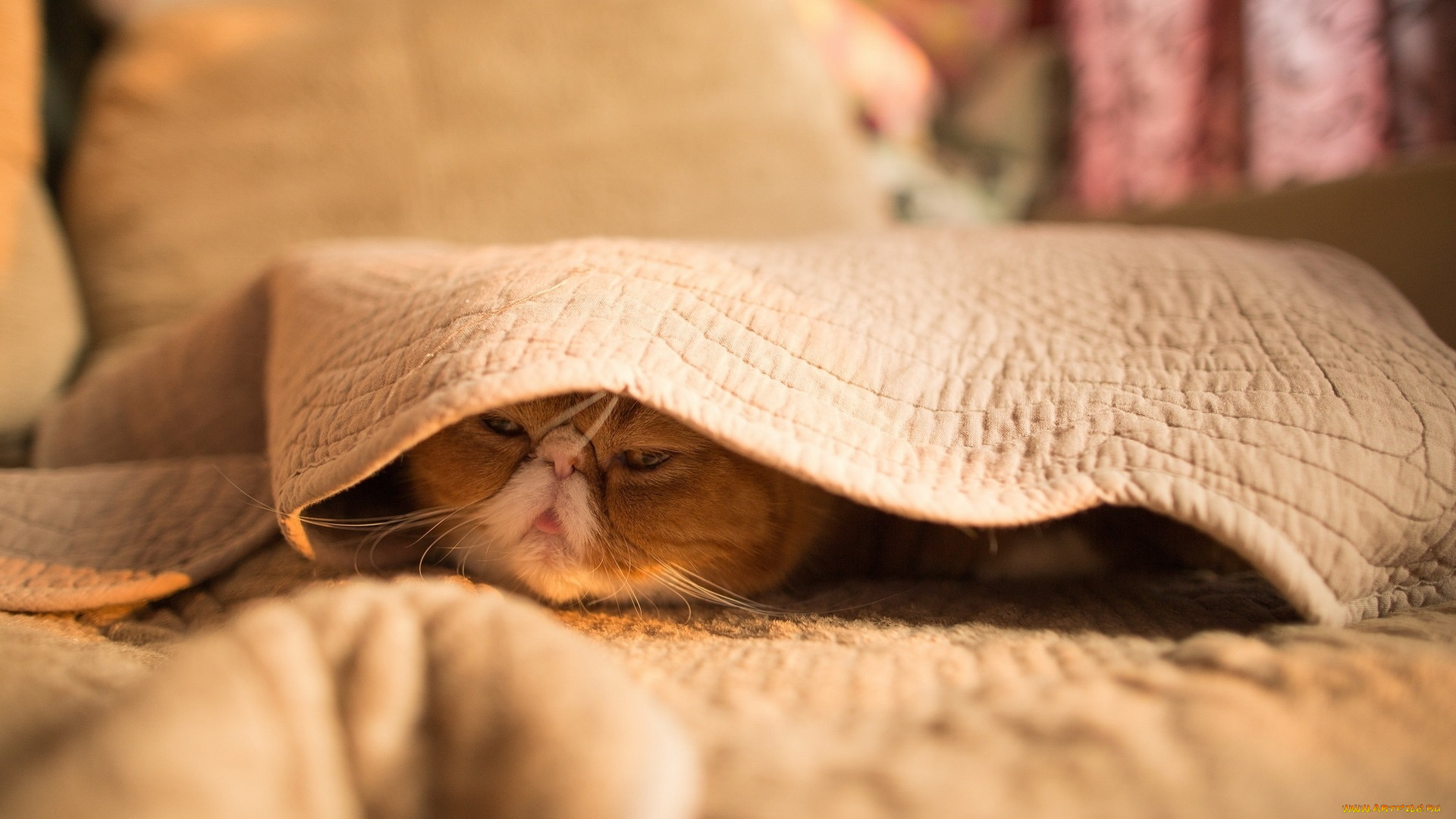 животные, коты, кот, рыжий, кровать, покрывало