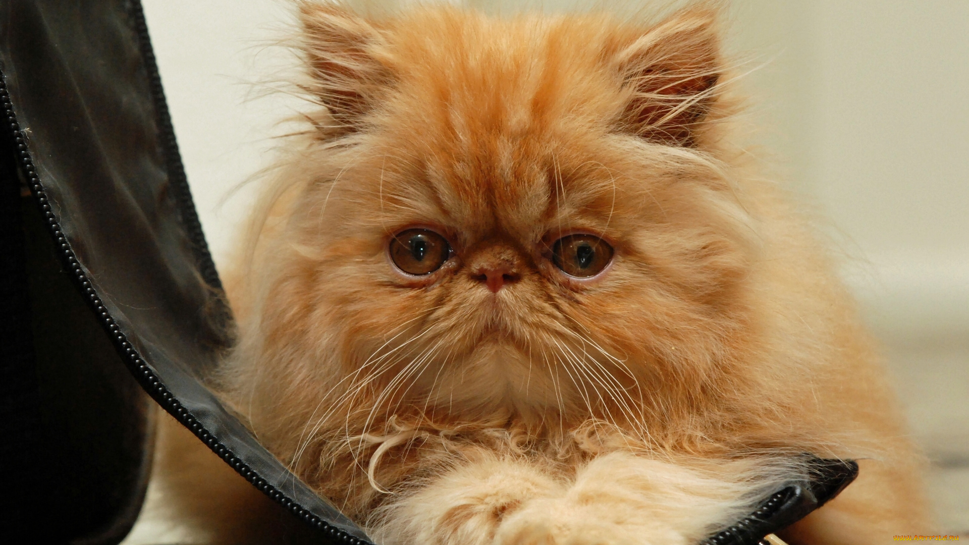 животные, коты, взгляд, мордочка, пушистая, рыжая, кошка, кот, рыжий, персидская