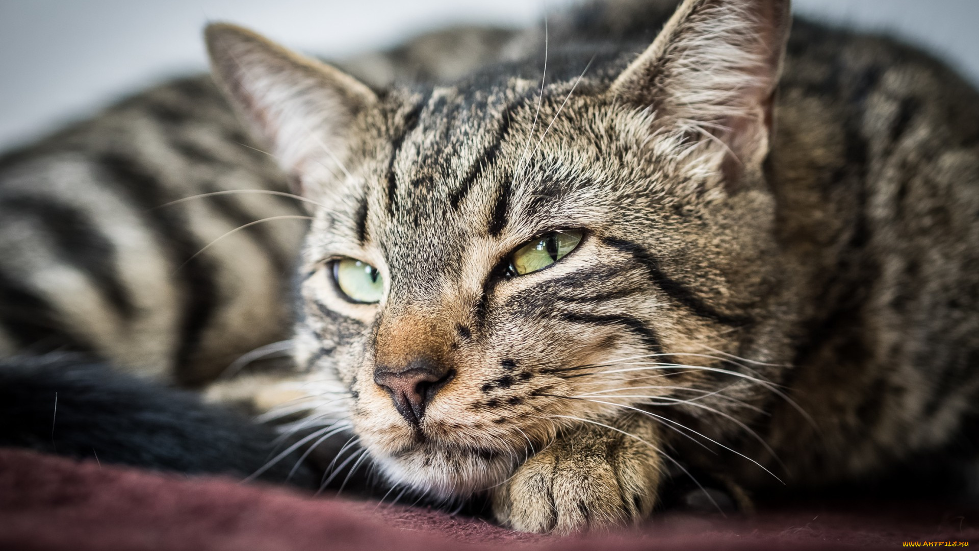 животные, коты, зеленые, глаза, взгляд, животное, кот