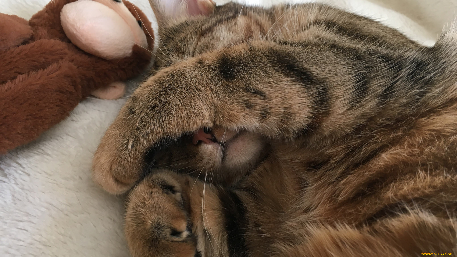 животные, коты, животное, кот, лапки, игрушка