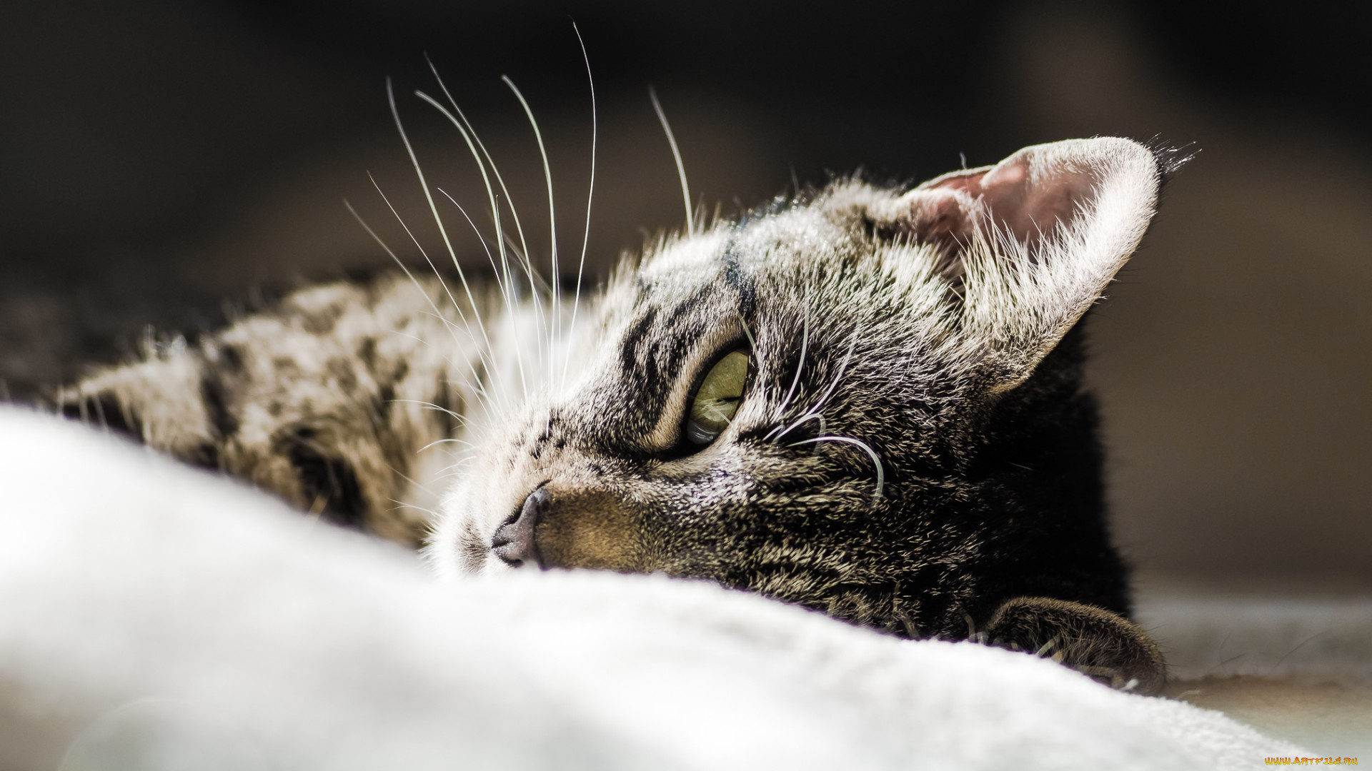 животные, коты, животное, взгляд, кот