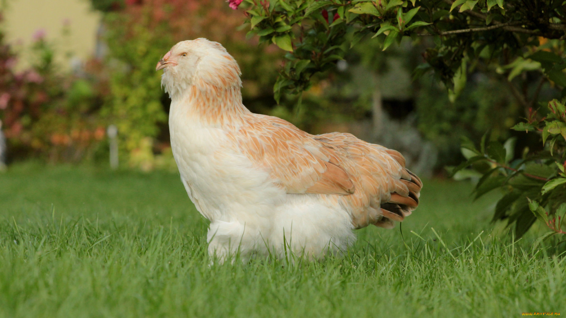 животные, куры, , петухи, курица