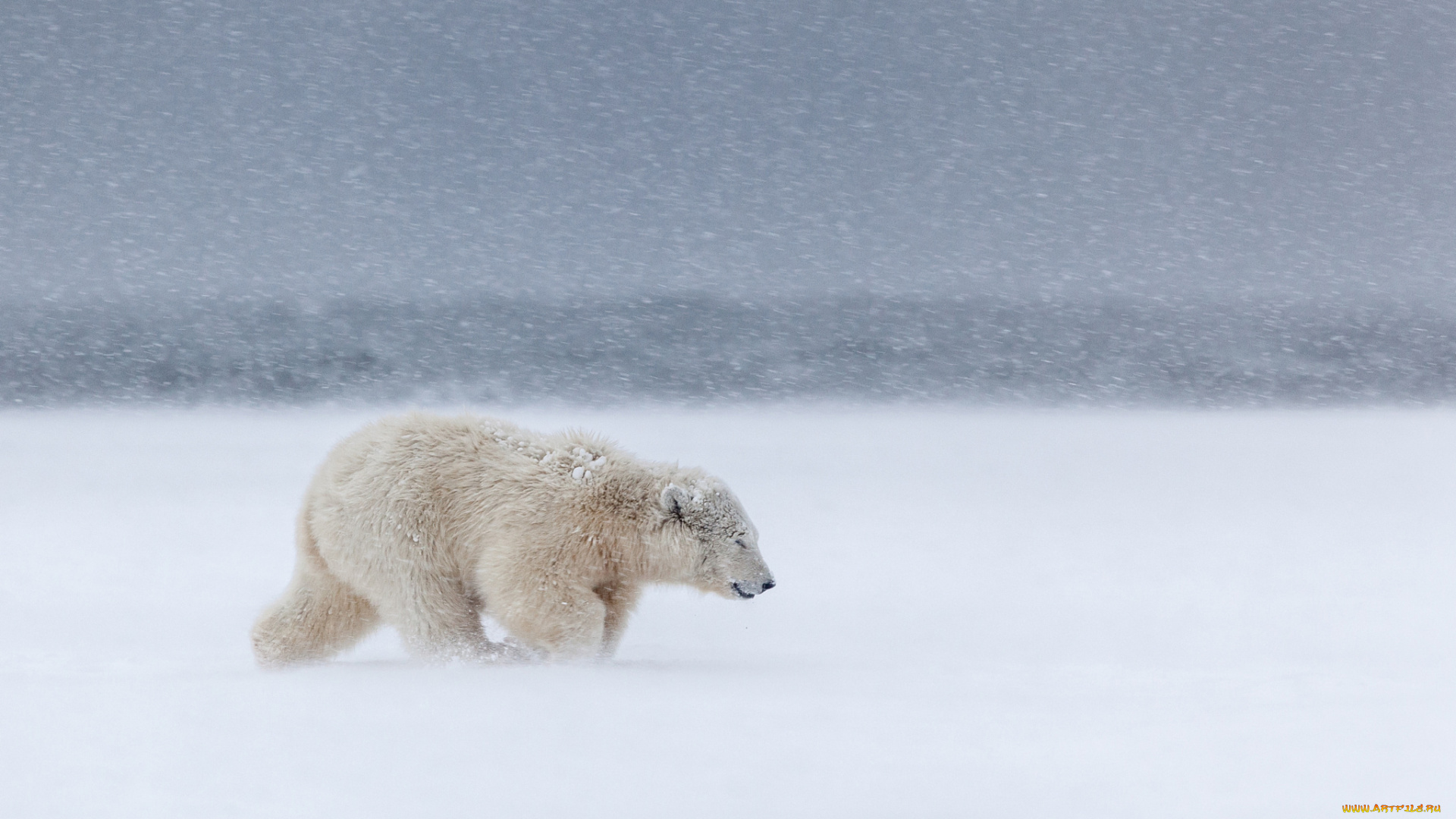 животные, медведи, метель, холод, север, снег, вьюга, ветер