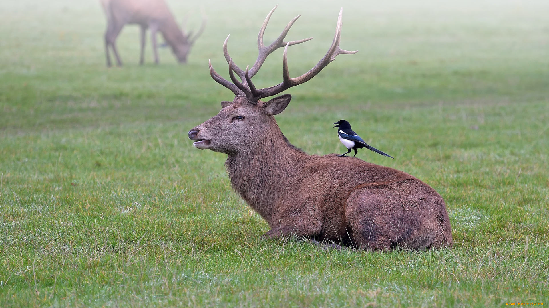 животные, разные, вместе, птицы, туман, утро, луг, олень