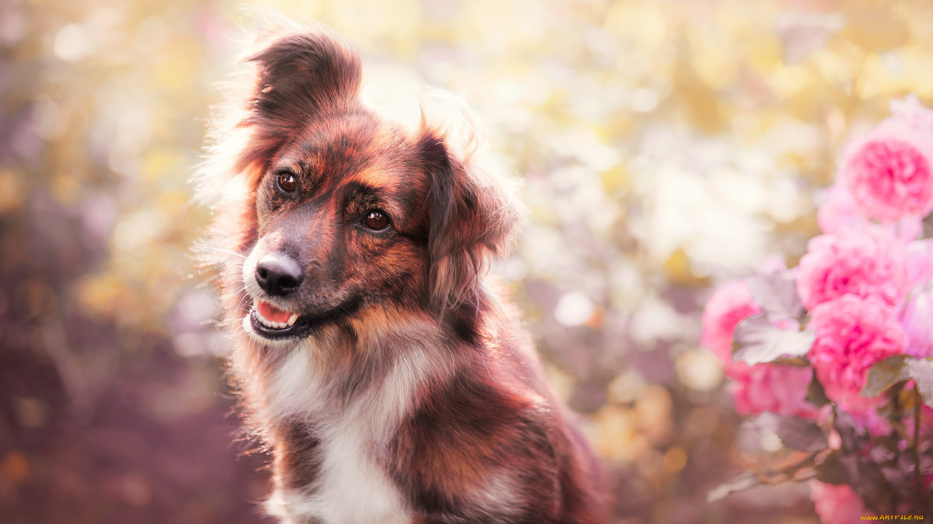 животные, собаки, друг, взгляд, собака