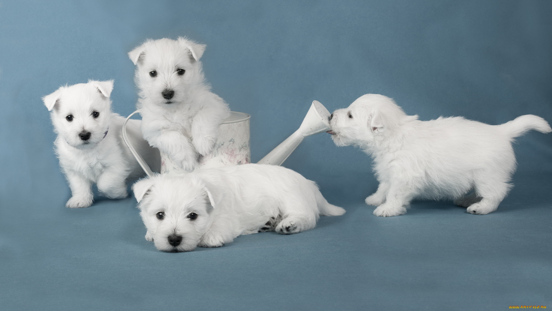 животные, собаки, щенки