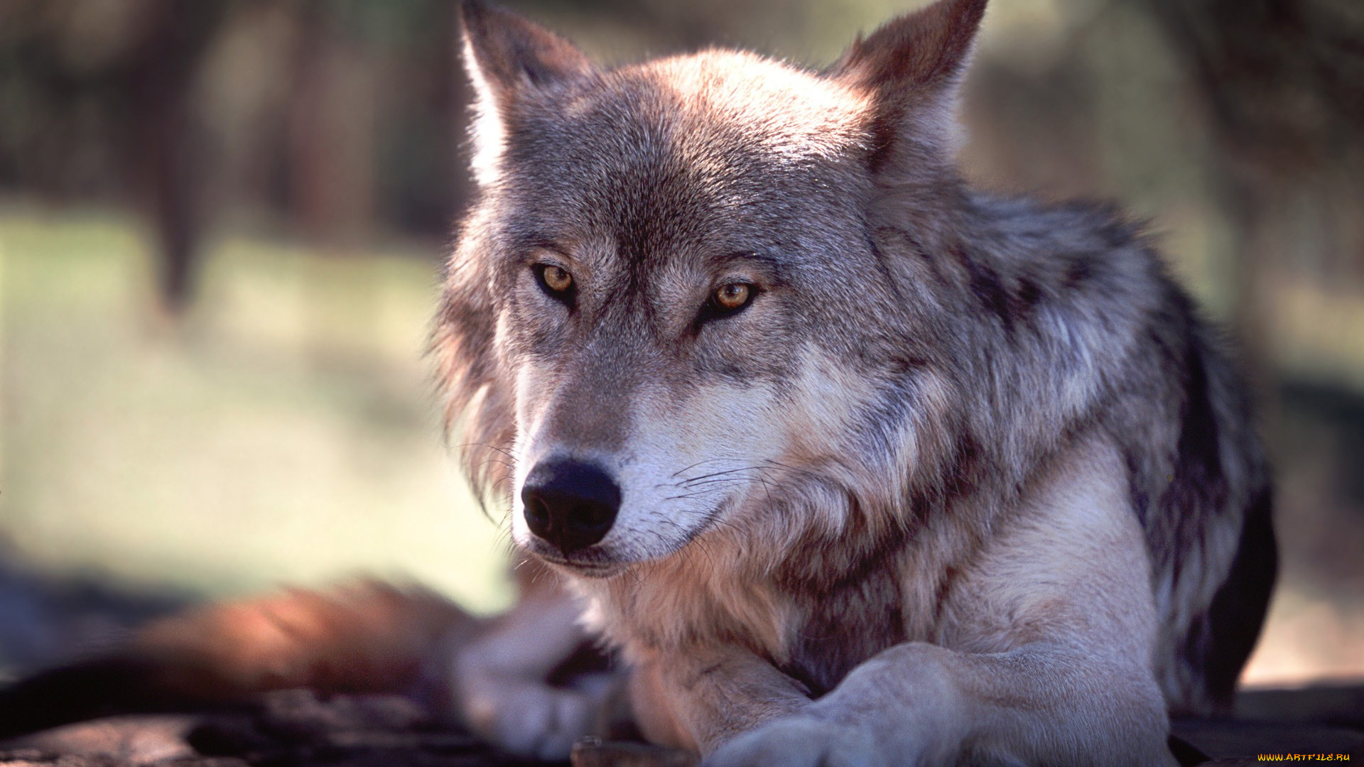 животные, волки, , койоты, , шакалы, волк, отдых, серый