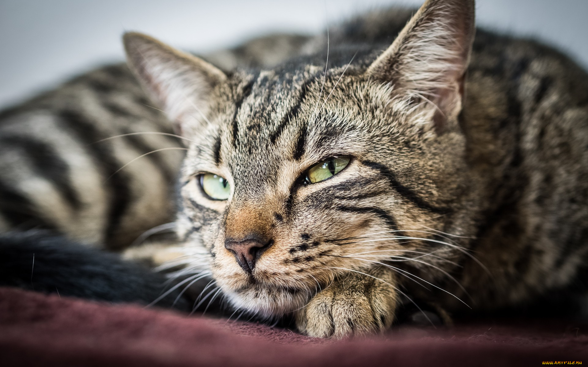 животные, коты, зеленые, глаза, взгляд, животное, кот