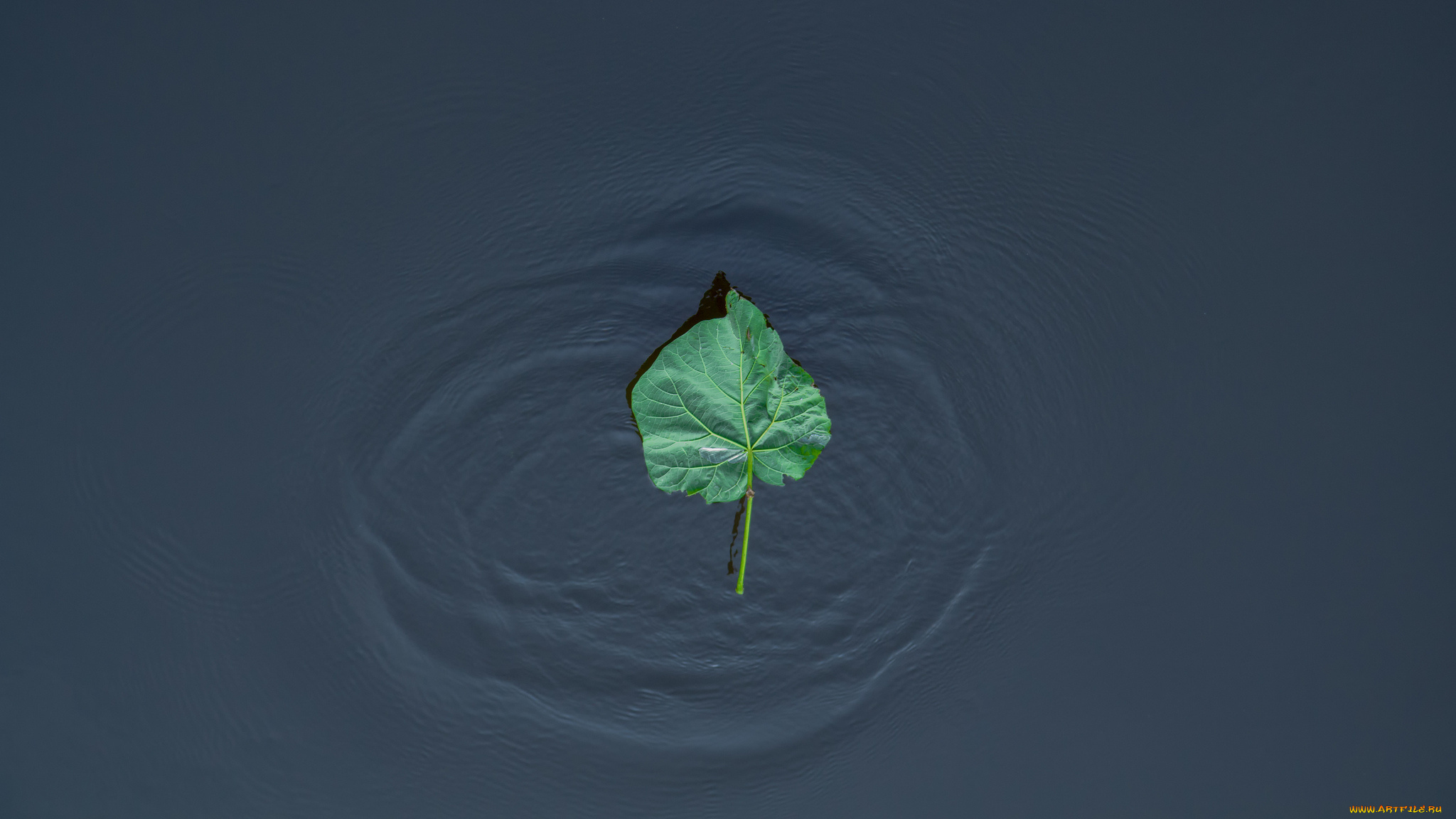 природа, листья, волны, озеро, лист