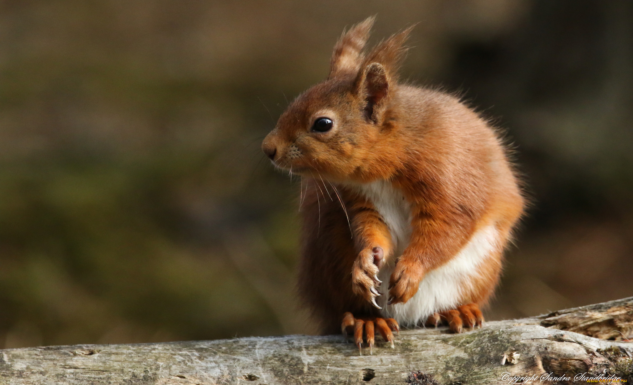 животные, белки, белка