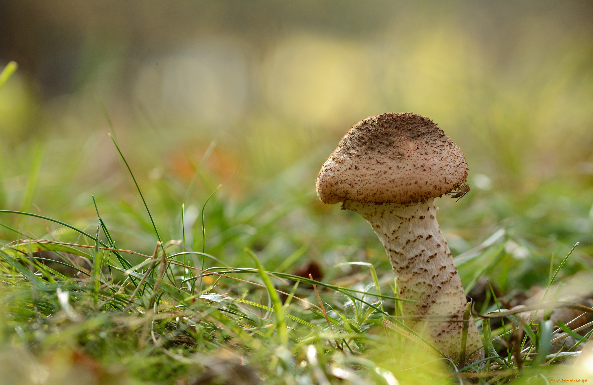 природа, грибы, опенок