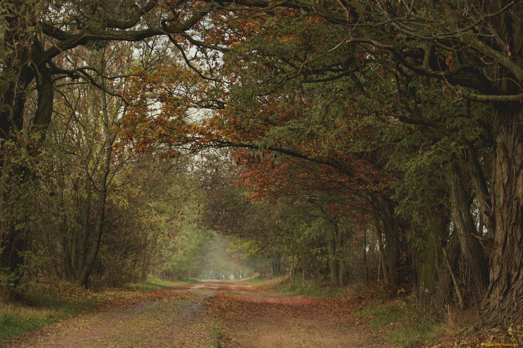 природа, дороги, деревья, дорога