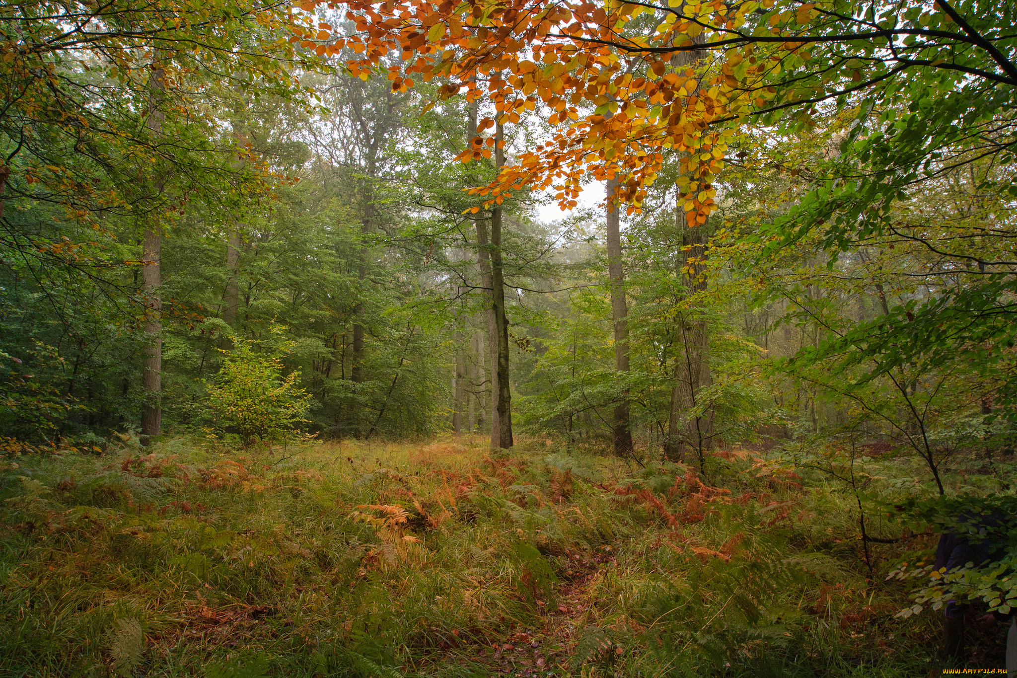 природа, дороги, осень