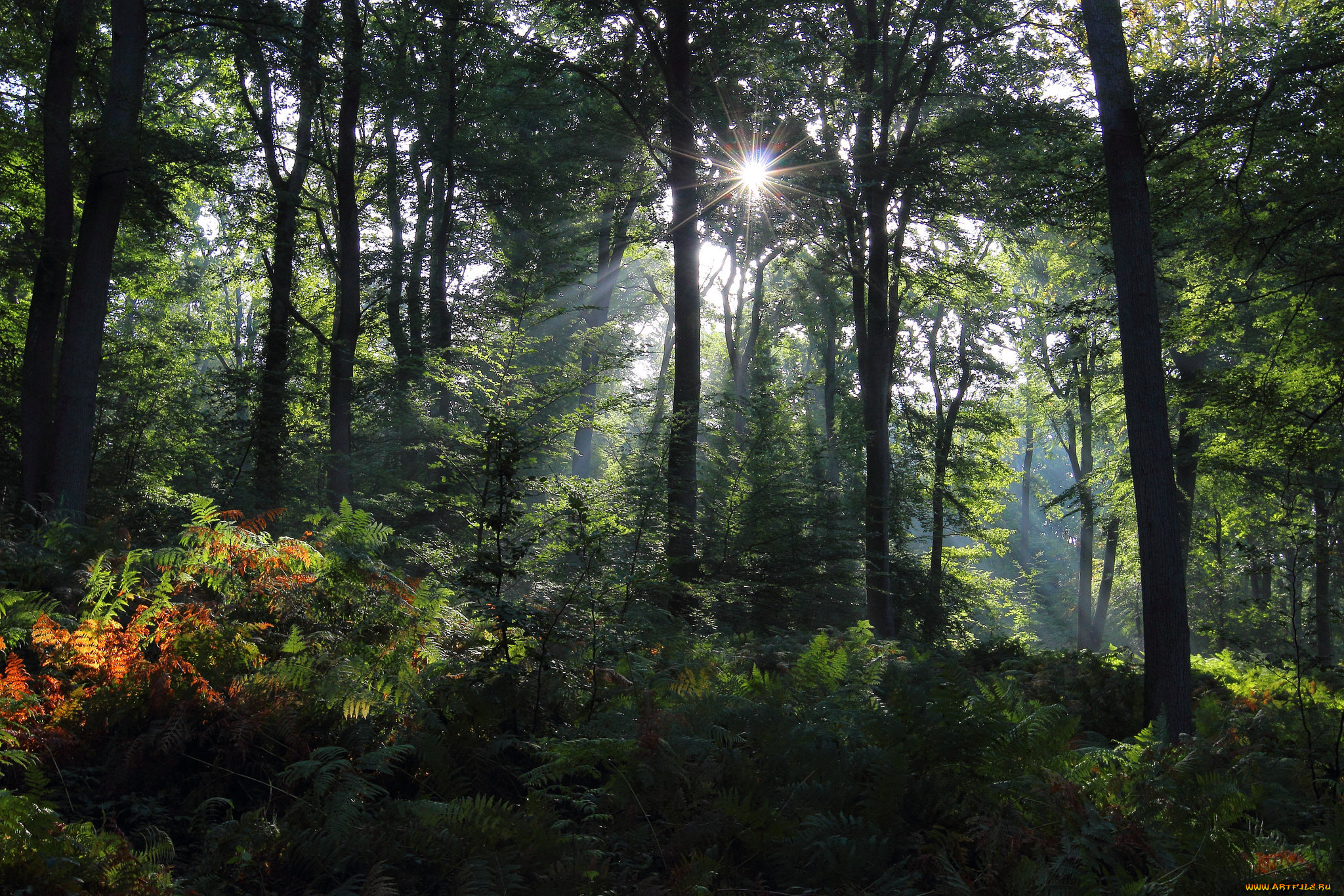 природа, лес, чаща