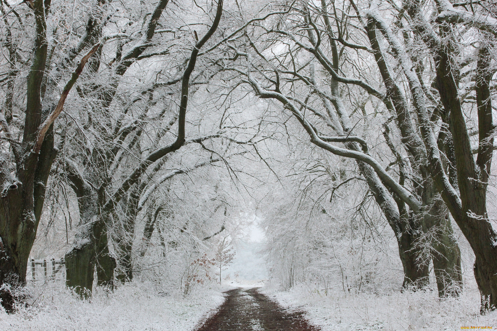 природа, зима, дорога, деревья
