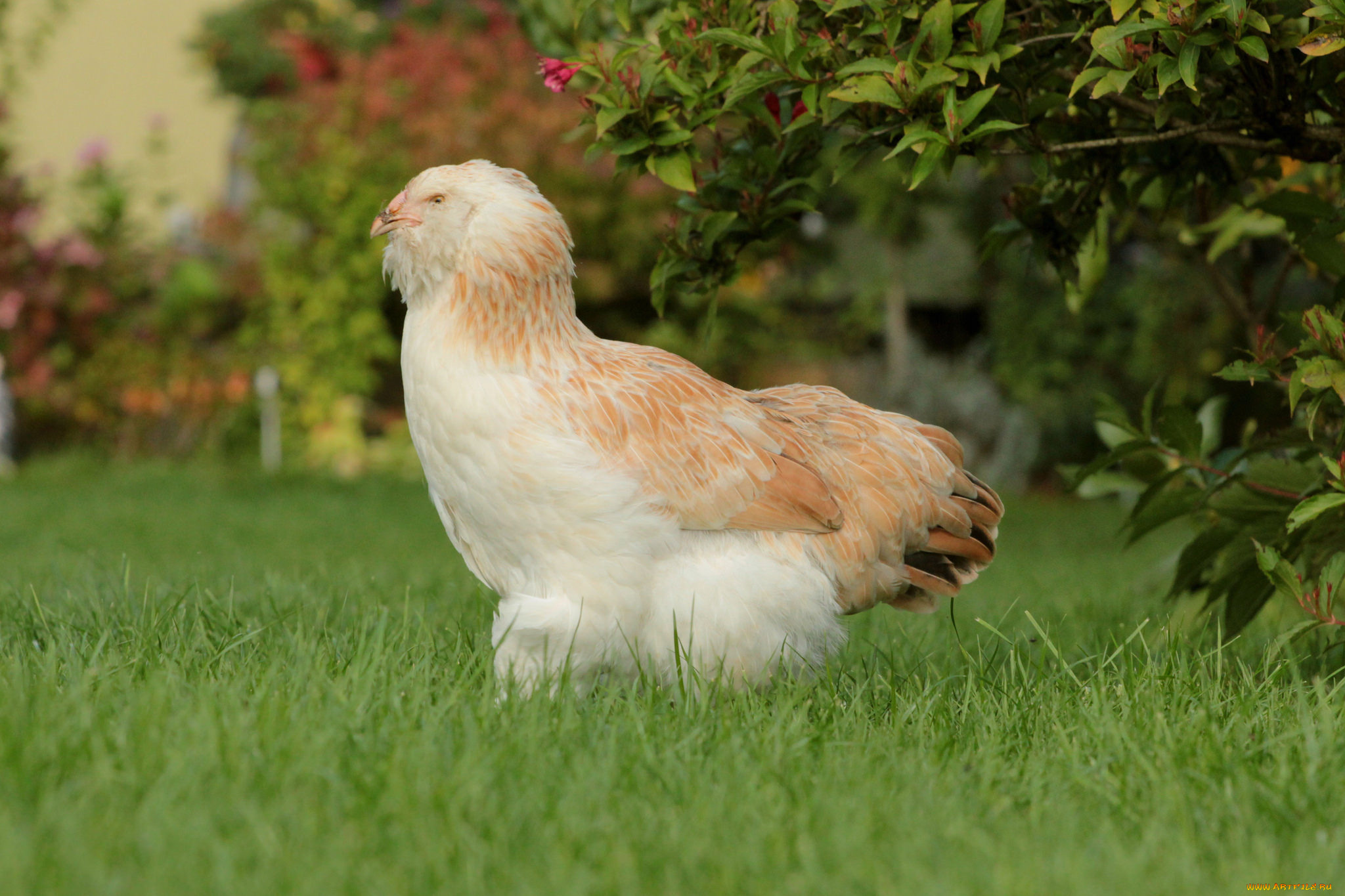 животные, куры, , петухи, курица