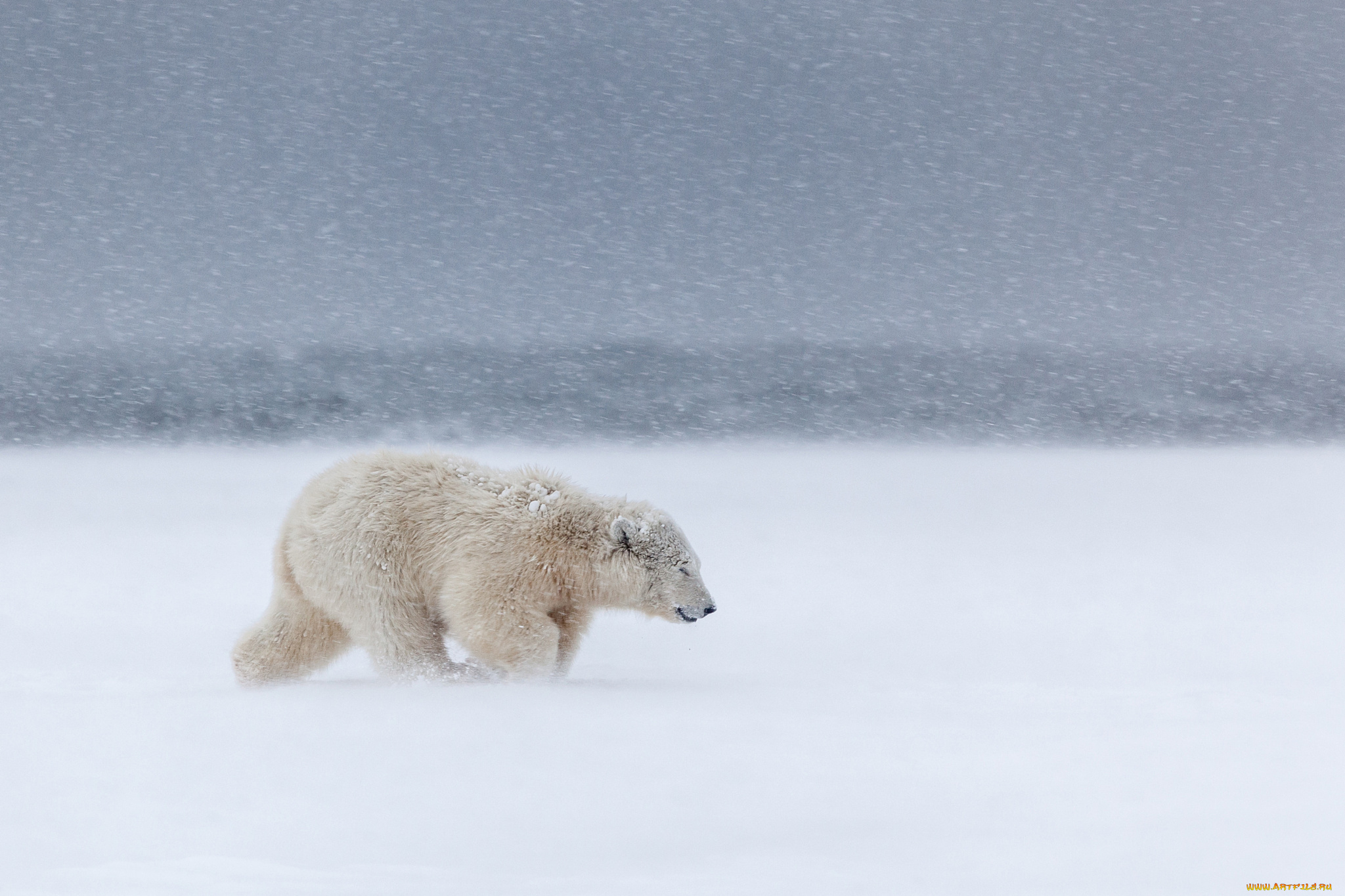 животные, медведи, метель, холод, север, снег, вьюга, ветер