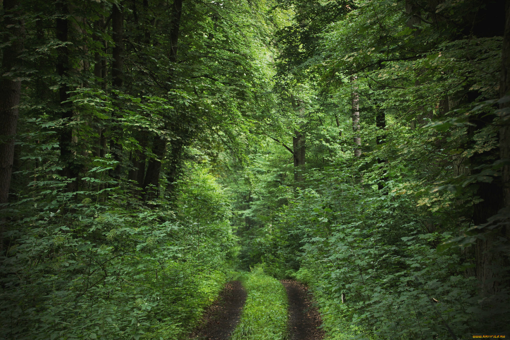 природа, дороги, дорога, деревья, лес