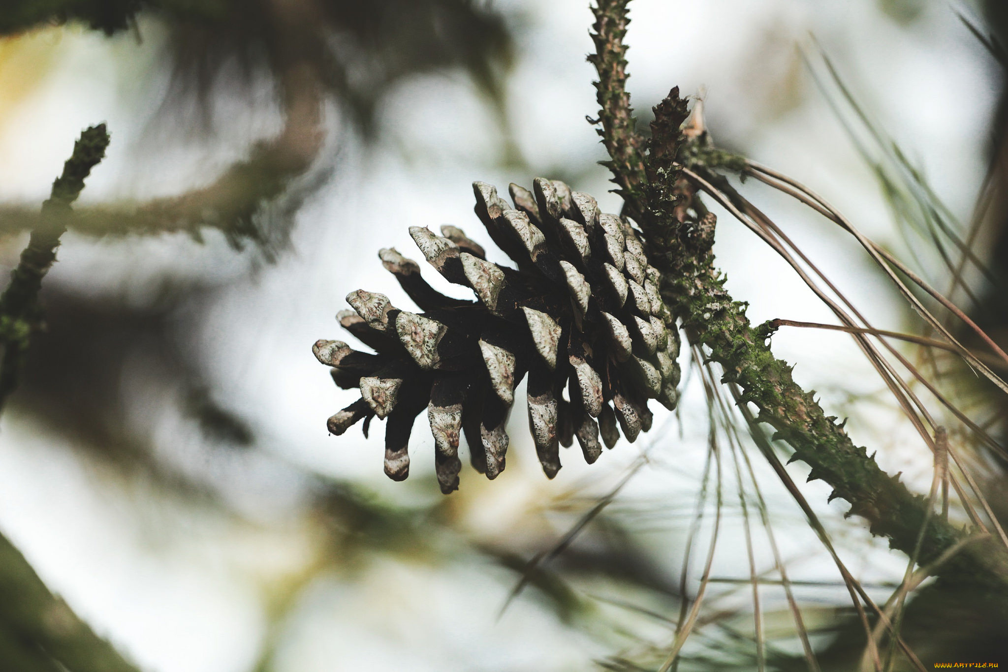 природа, шишки, , жёлуди, , каштаны, шишка, ветка, макро