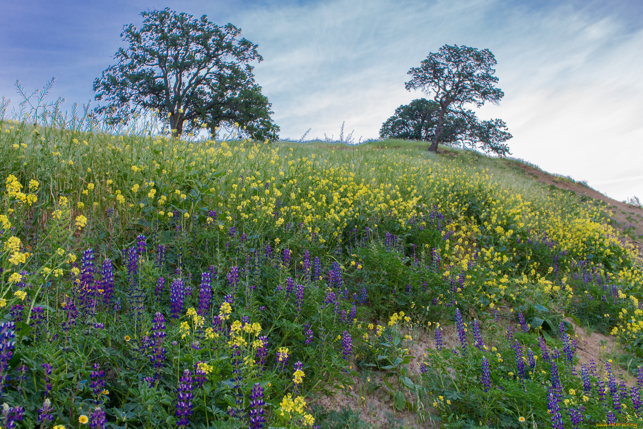 природа, луга, трава, цветы
