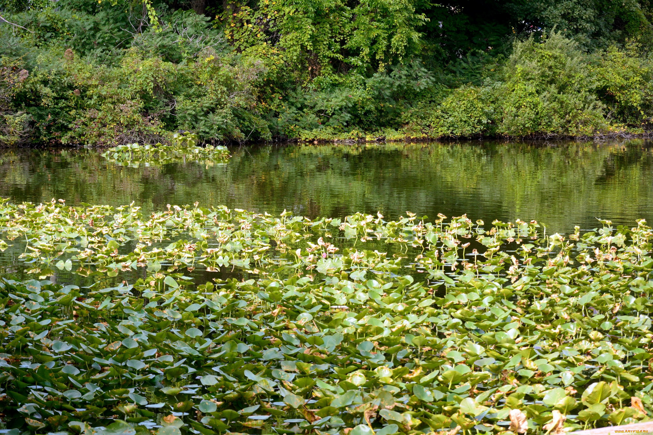 природа, реки, озера, кусты, вода