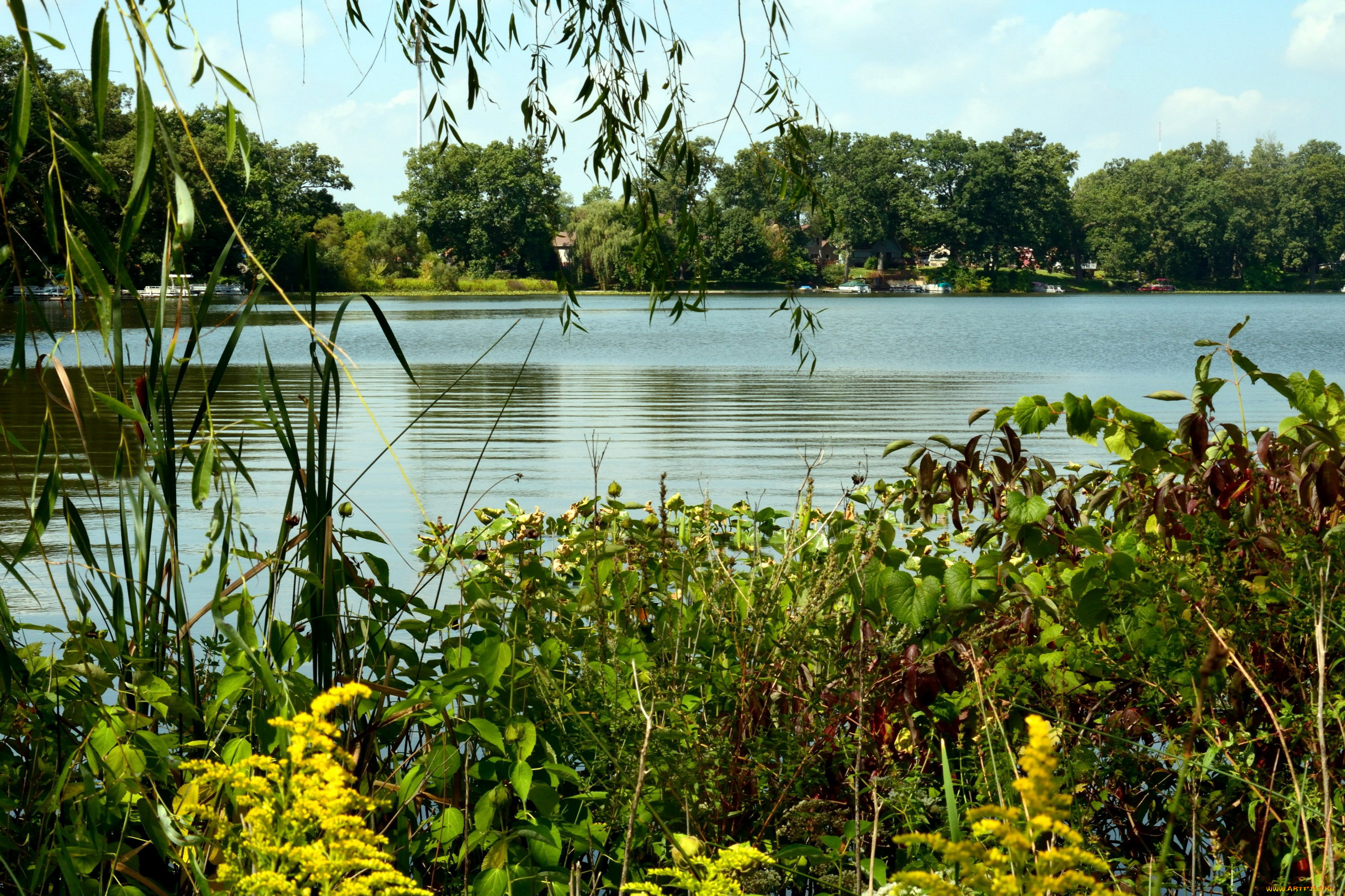 природа, реки, озера, река, заросли