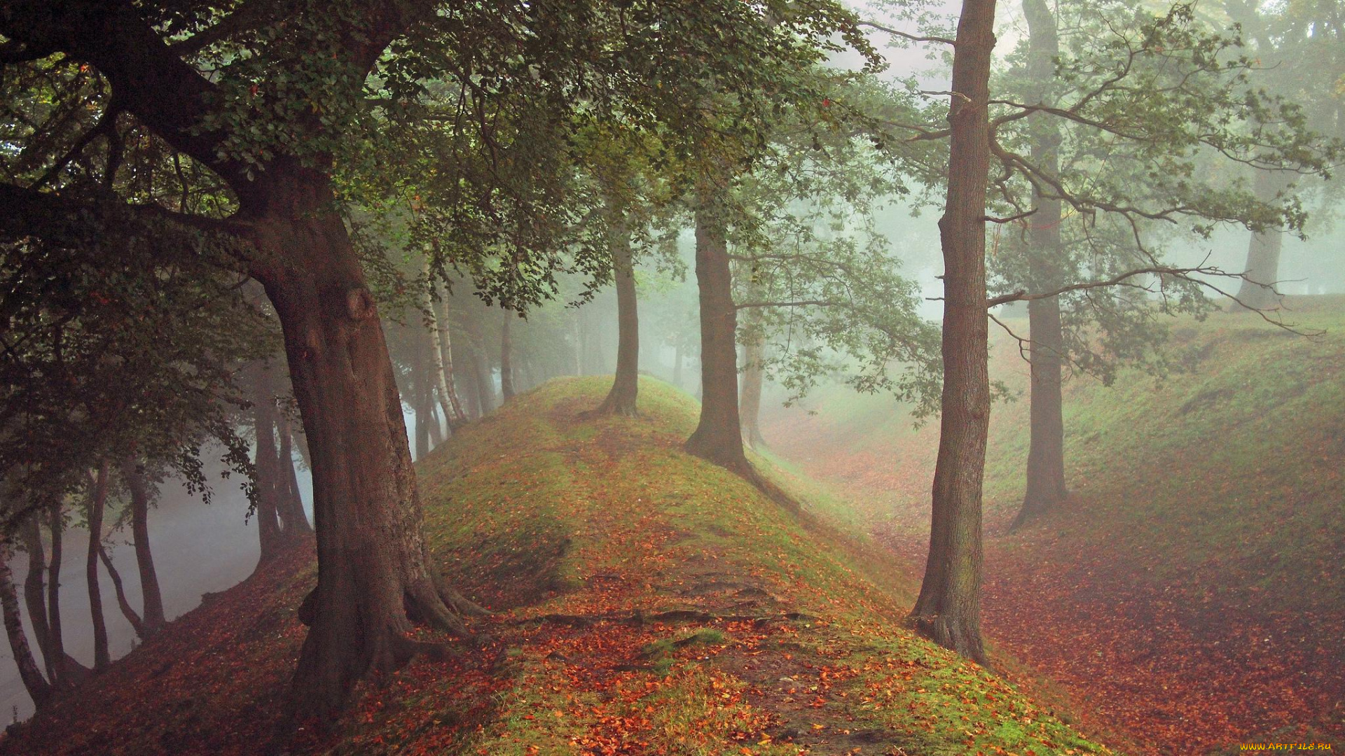 природа, другое, деревья