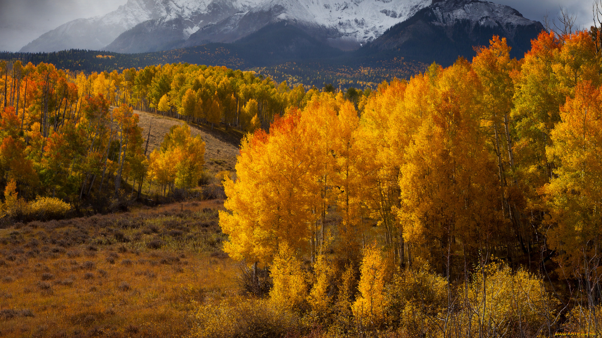 природа, лес, осень