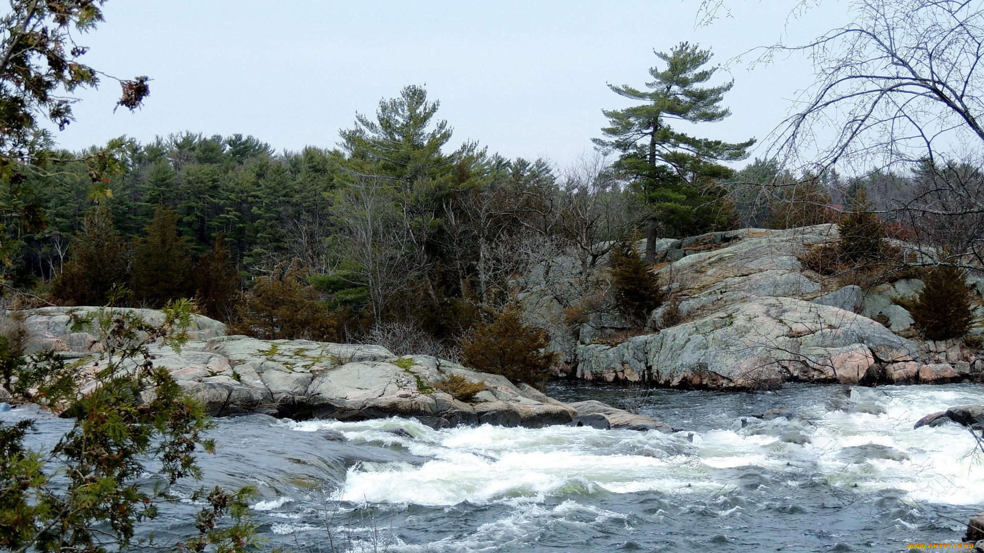 природа, реки, озера, поток, деревья