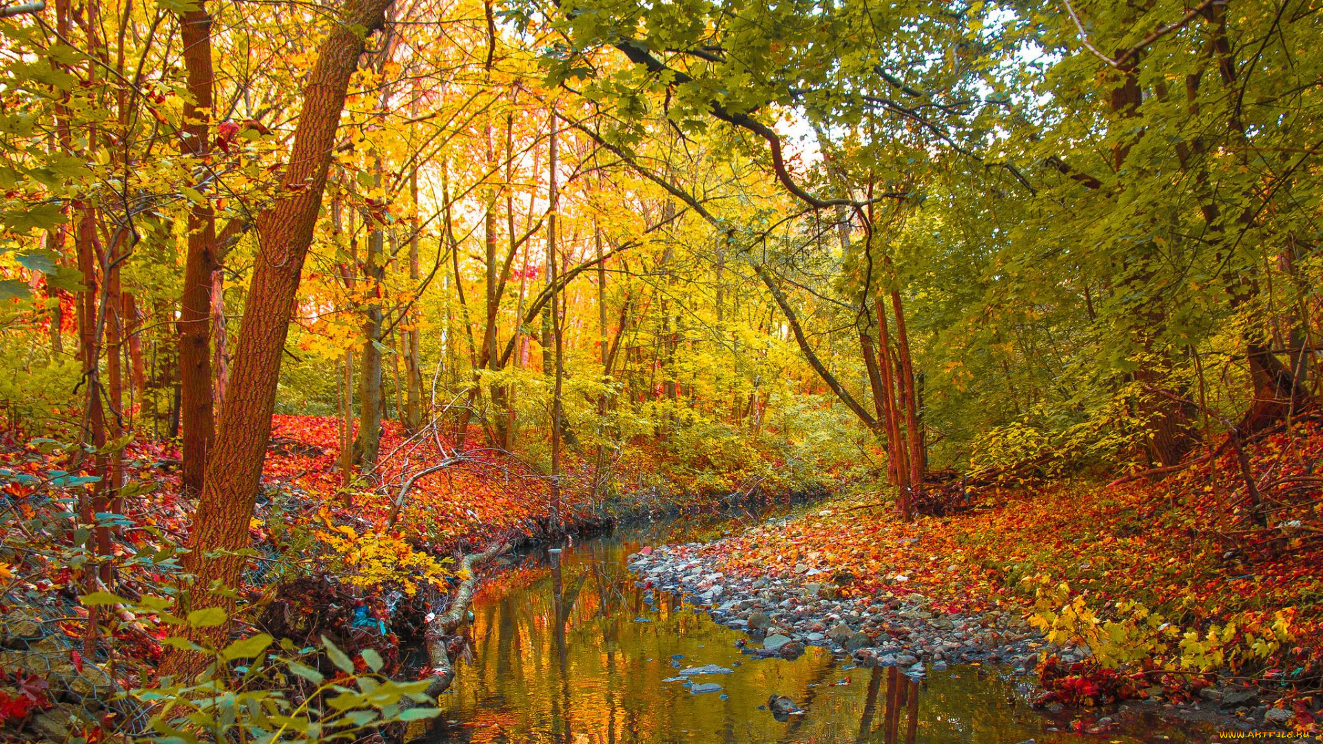 природа, реки, озера, река, осень, лес