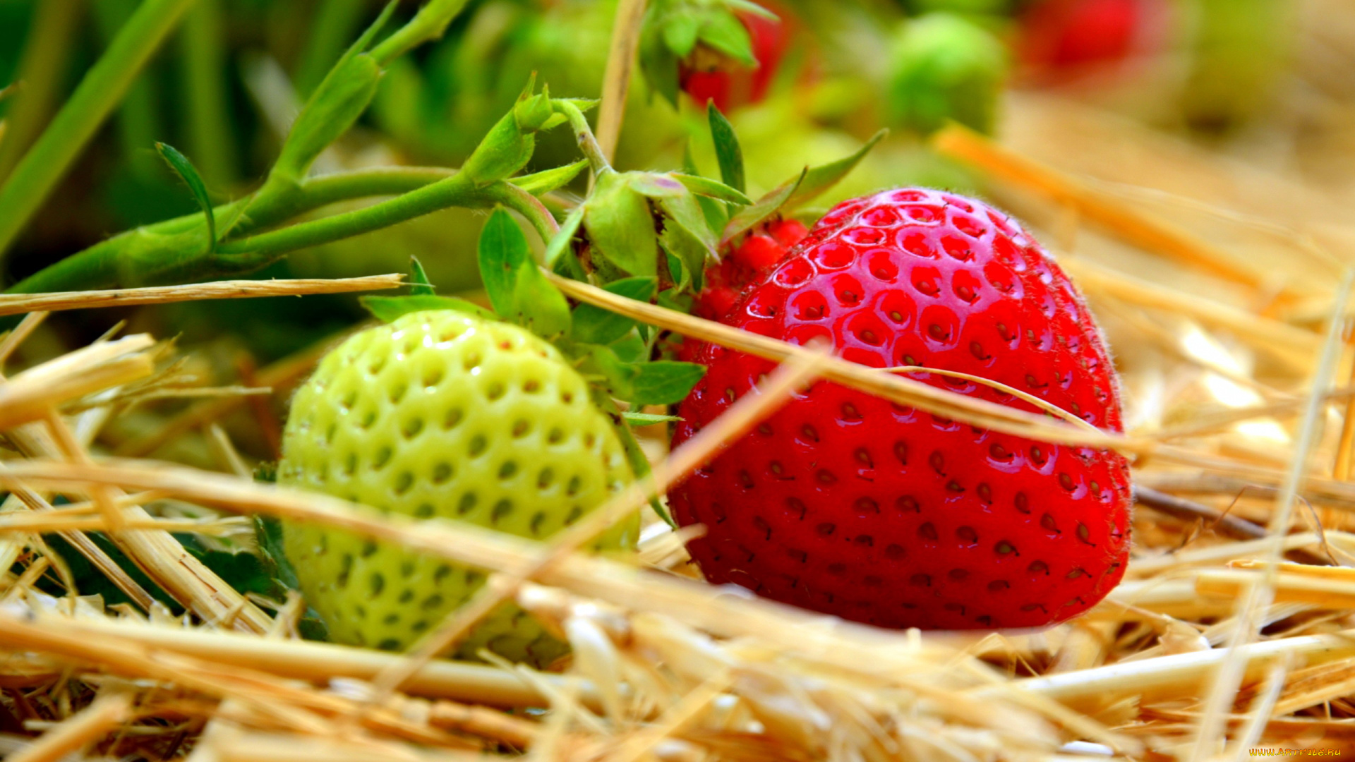 природа, Ягоды, клубника