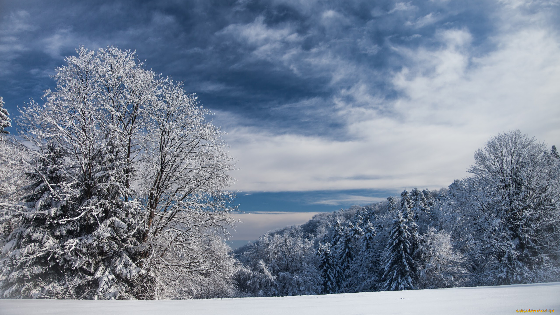 природа, зима, деревья, снег