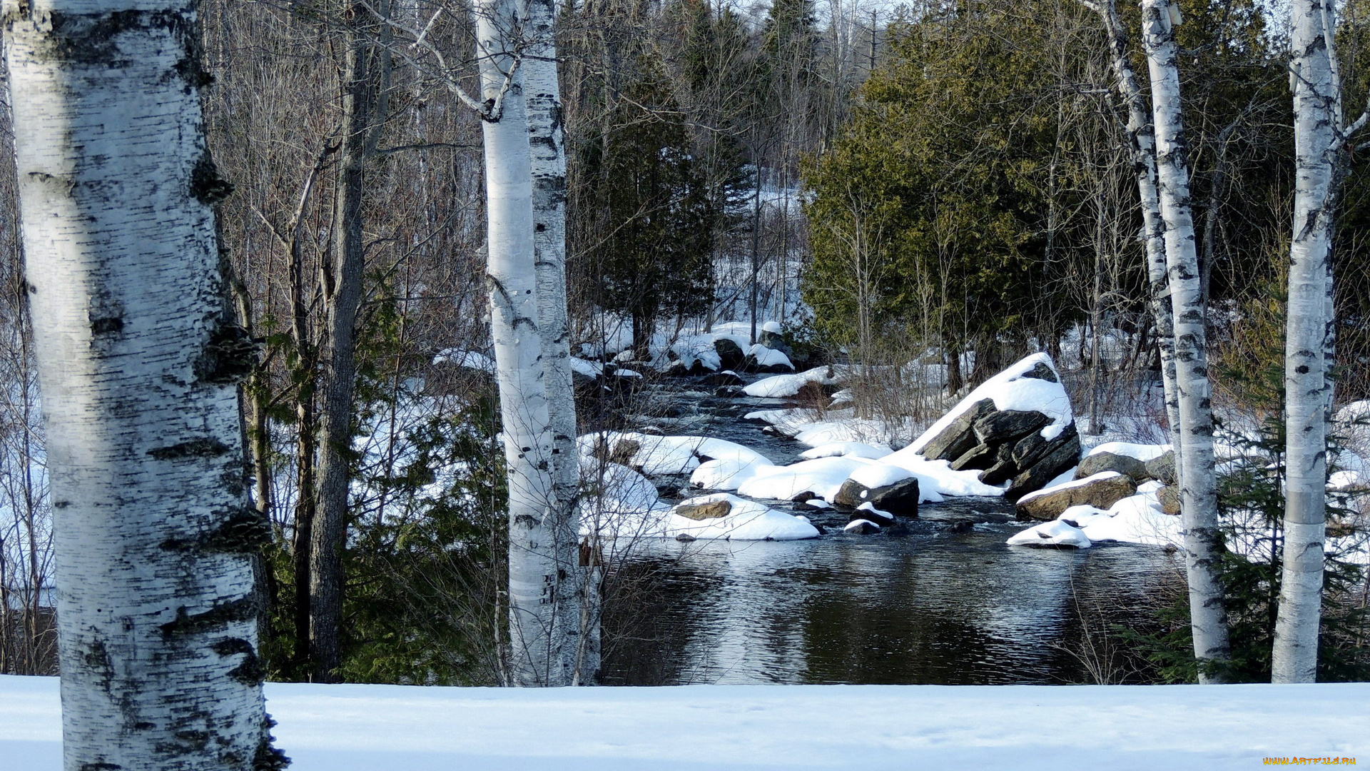 природа, зима, снег, вода, березы