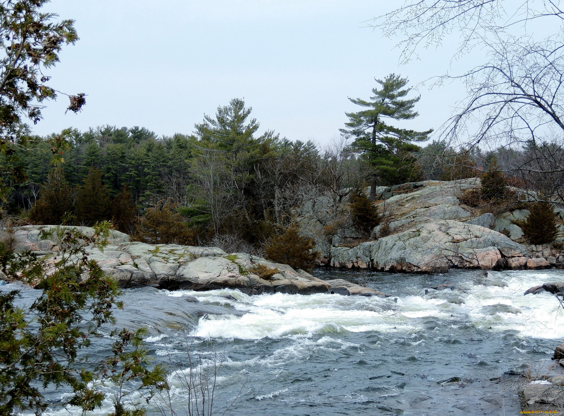 природа, реки, озера, поток, деревья