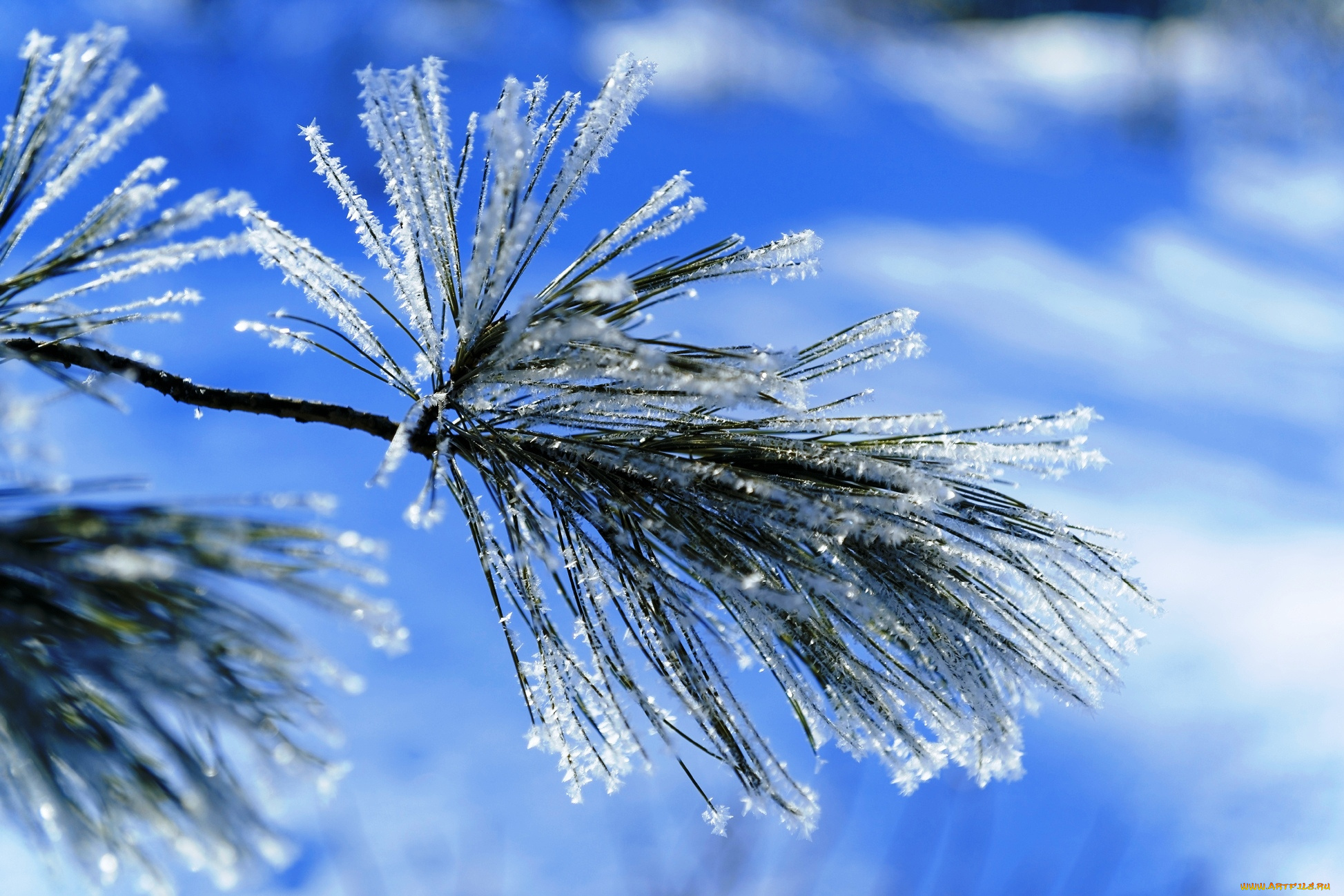 природа, макро, иней, снег, хвоя, ветка