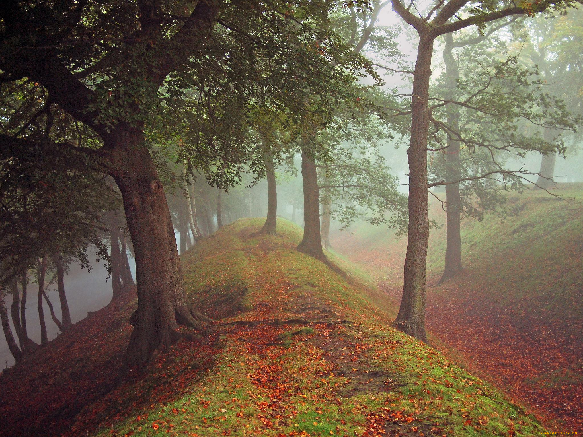 природа, другое, деревья