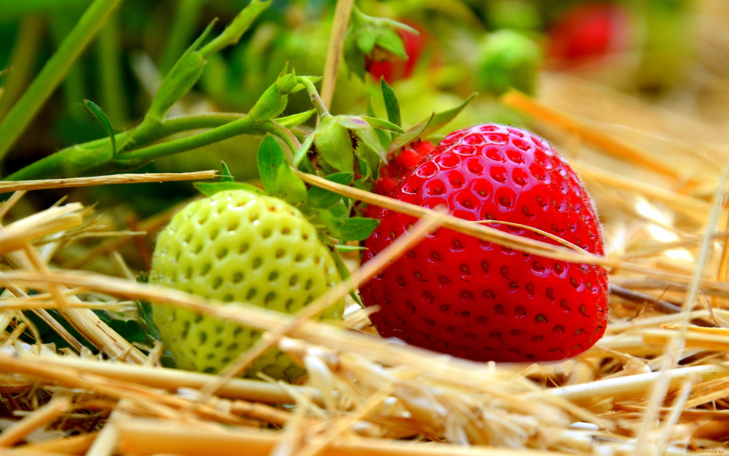 природа, Ягоды, клубника