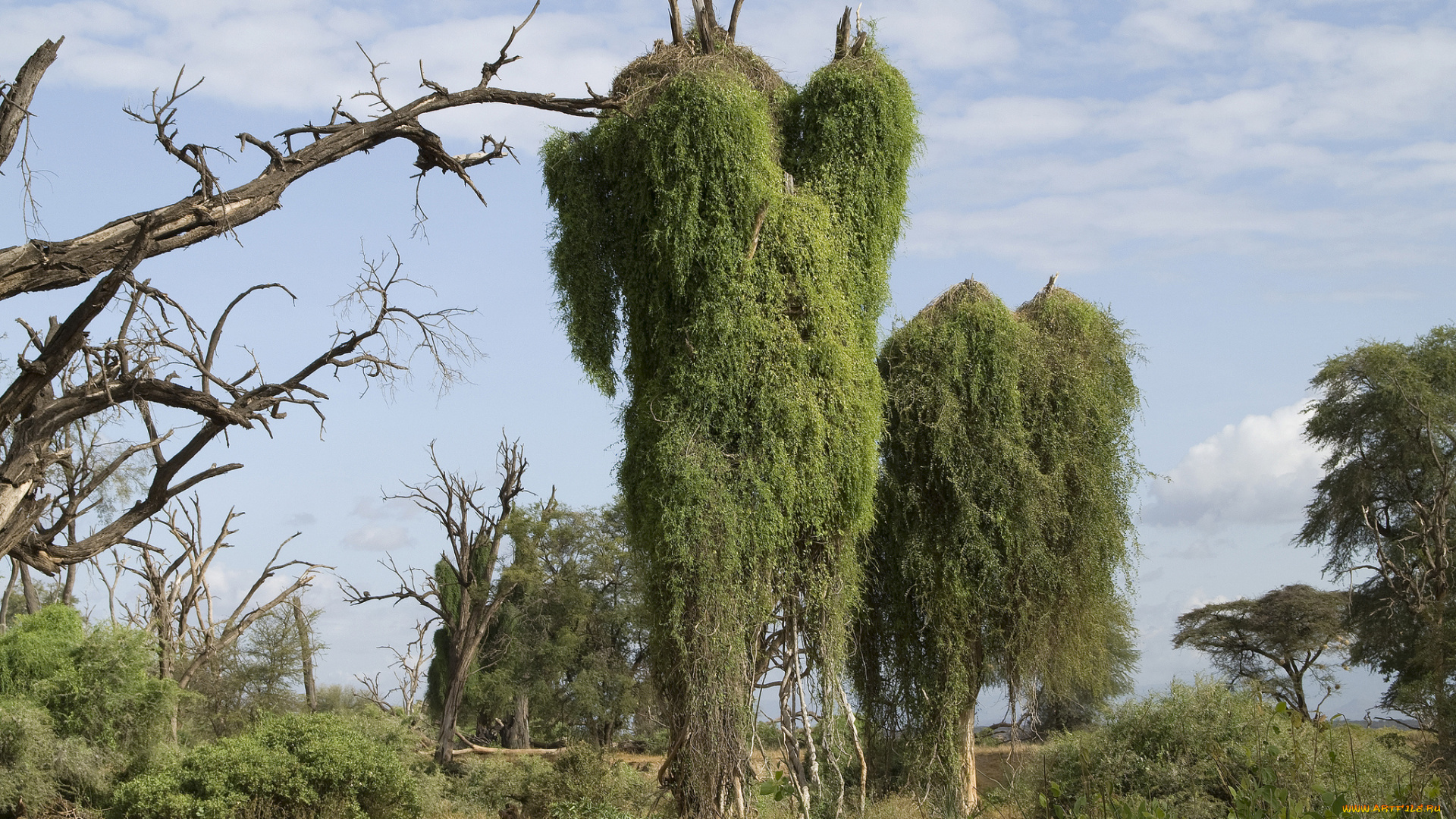 природа, деревья, простор