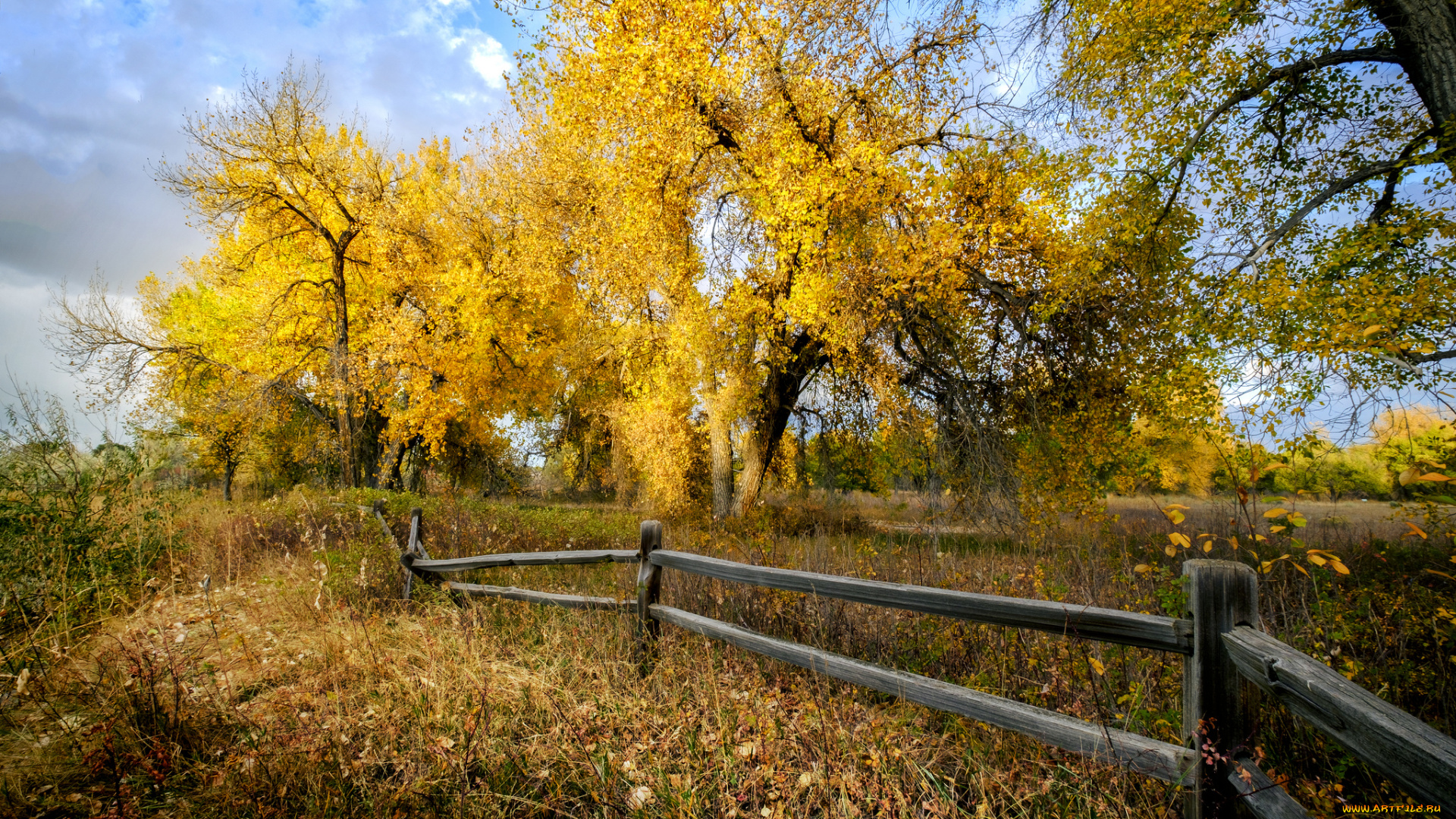 природа, деревья, простор