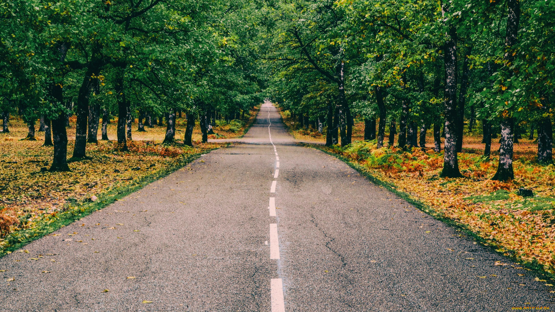 природа, дороги, шоссе