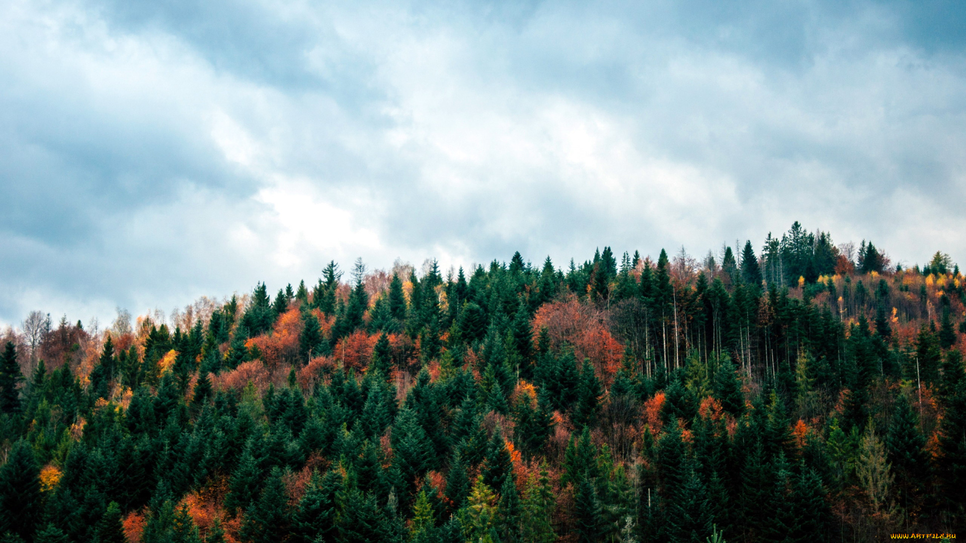 природа, лес, осень, верхушки, деревья