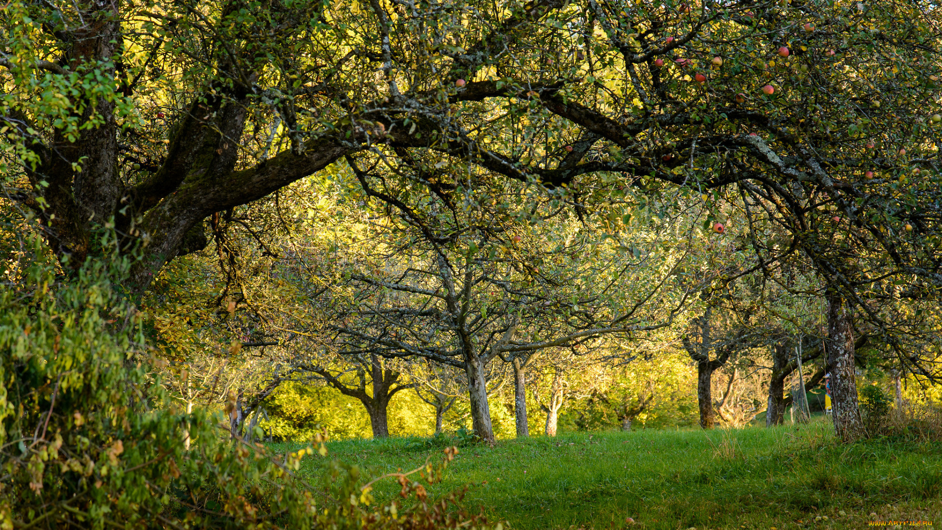 природа, лес, простор