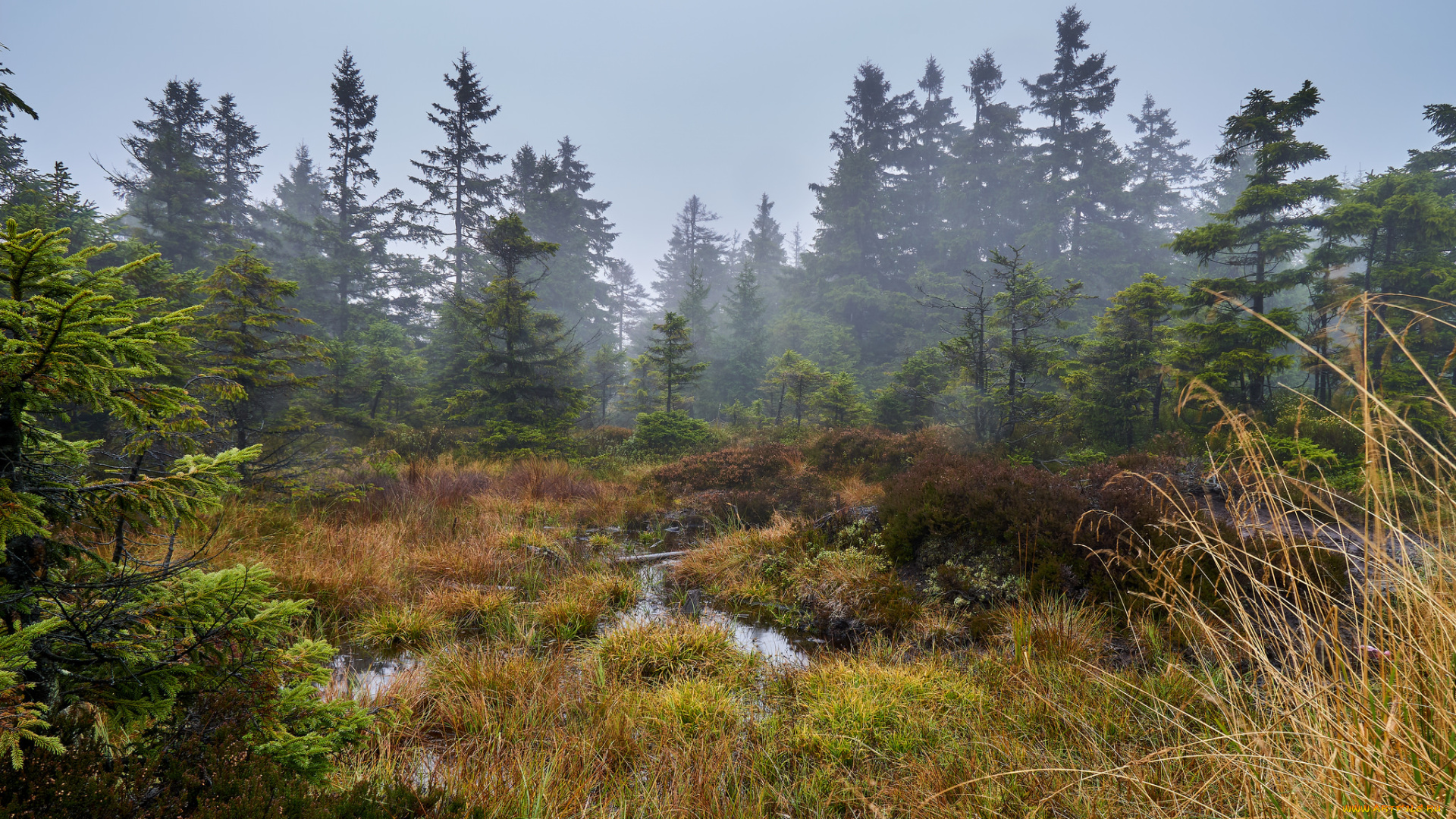 природа, лес, простор