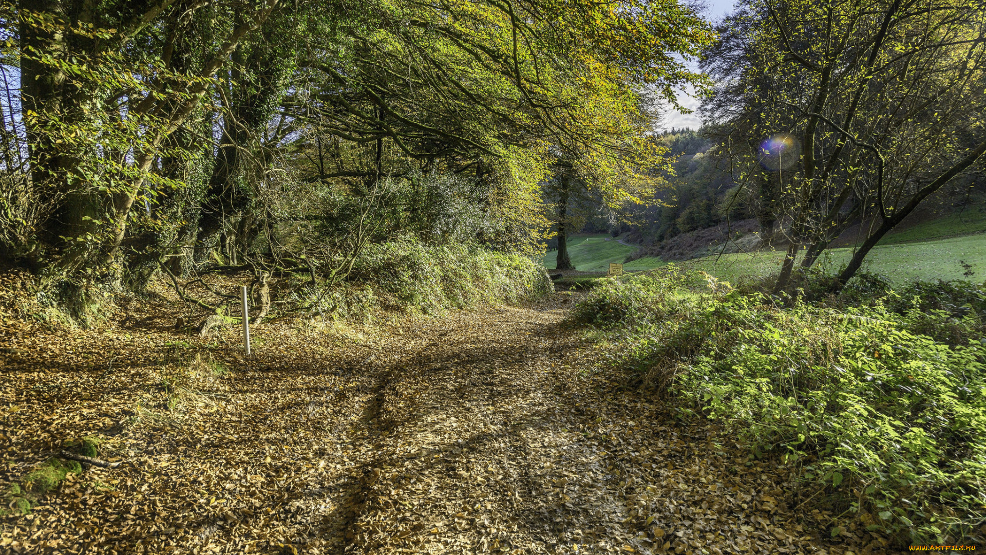 природа, лес, простор