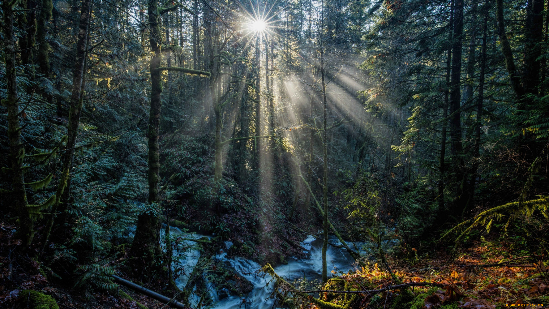 природа, лес, простор