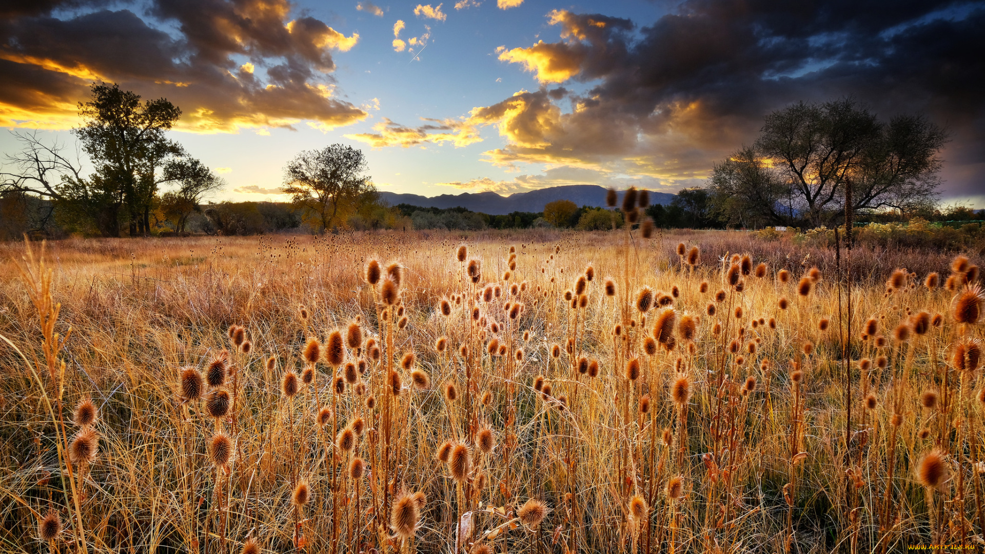 природа, луга, простор