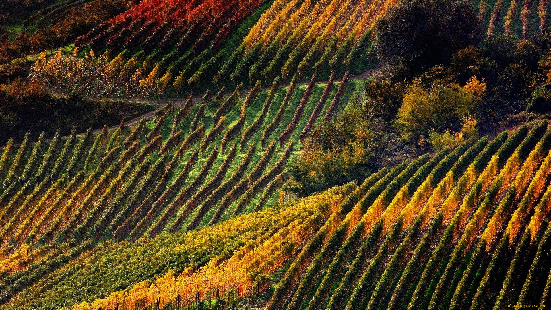 природа, поля, виноградники