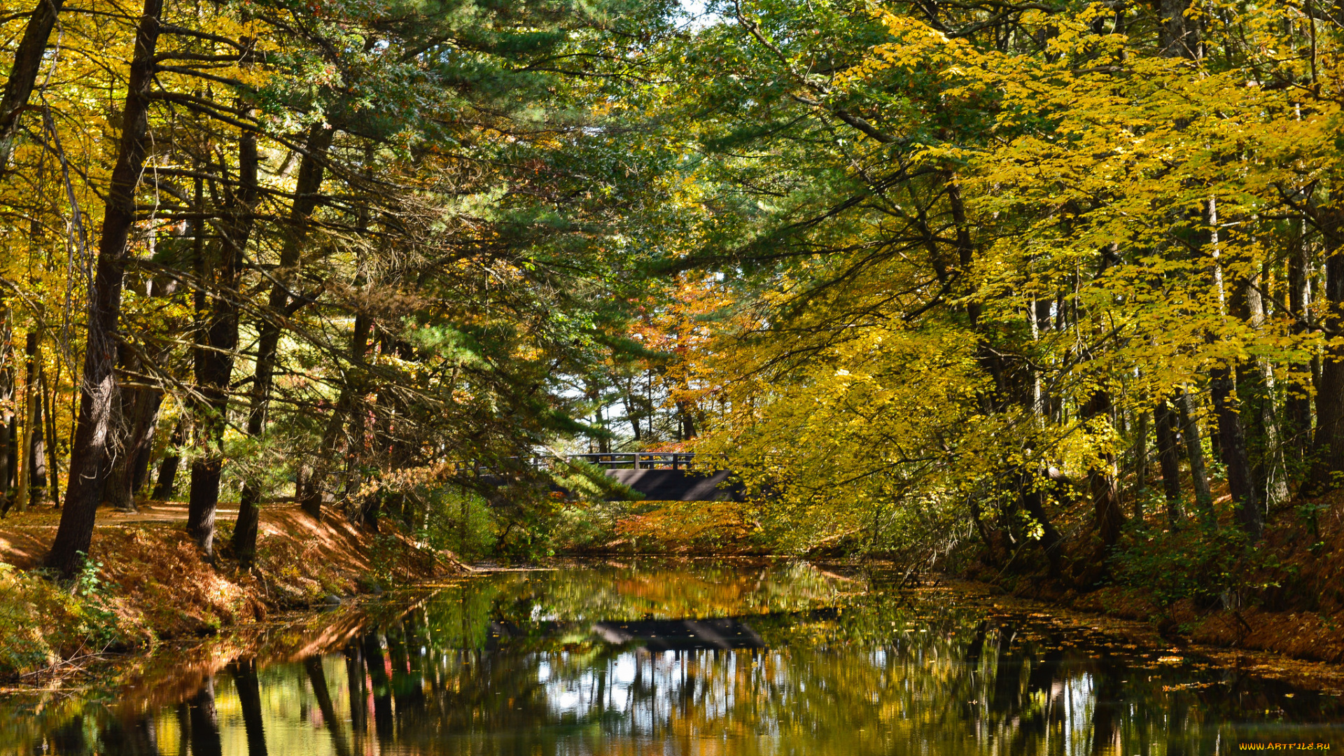 природа, реки, озера, лес, река