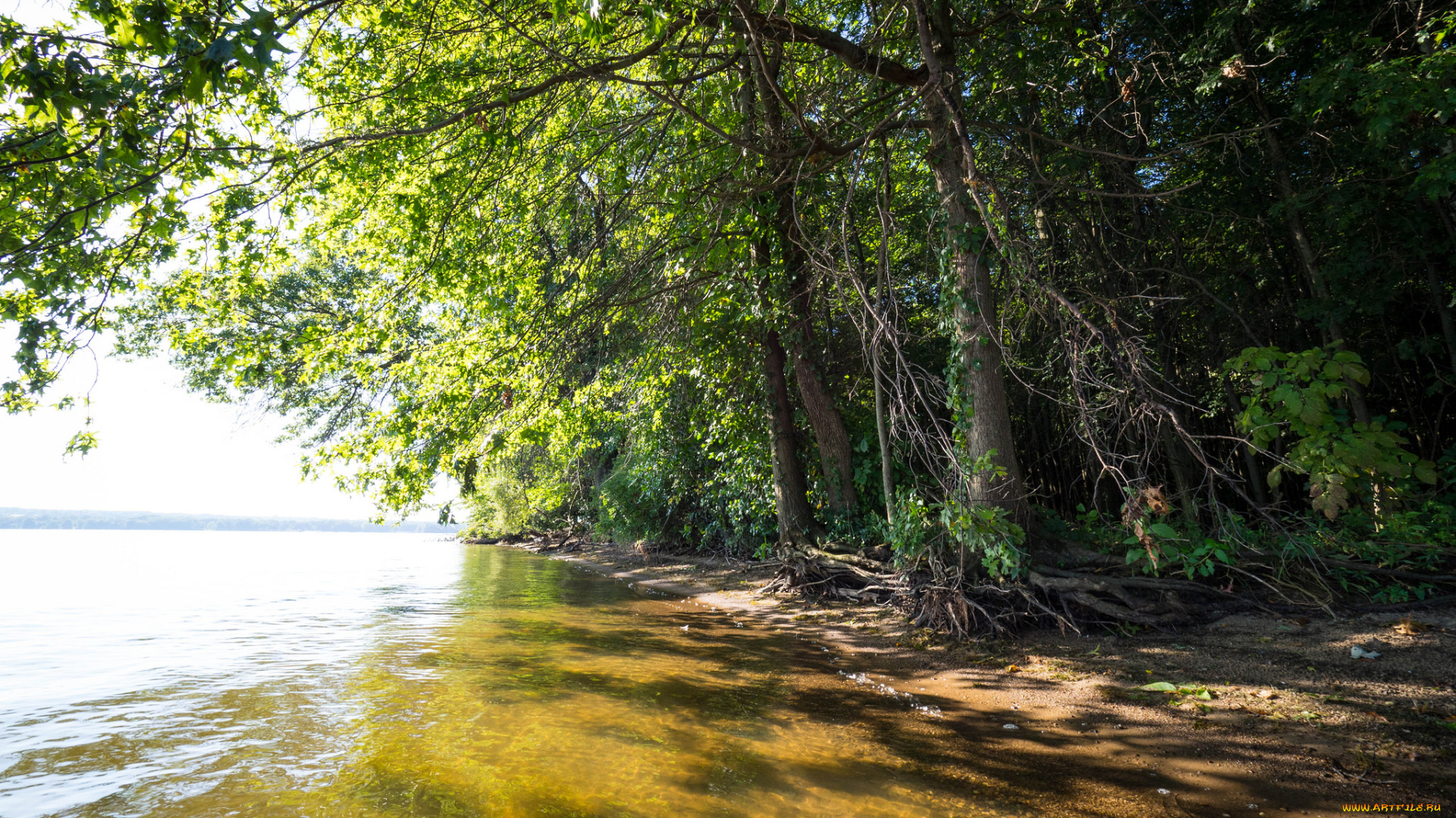 природа, реки, озера, река, лес