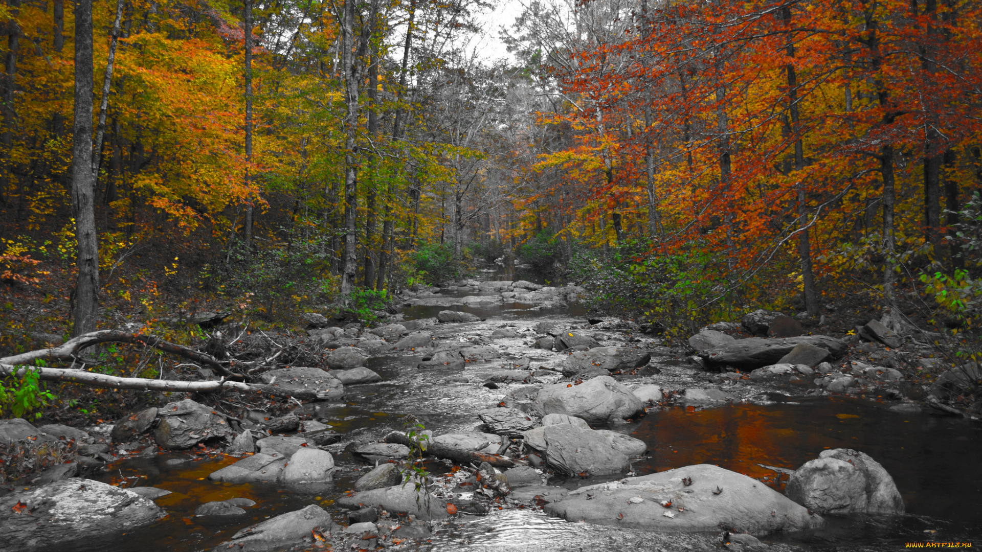 природа, реки, озера, река, лес